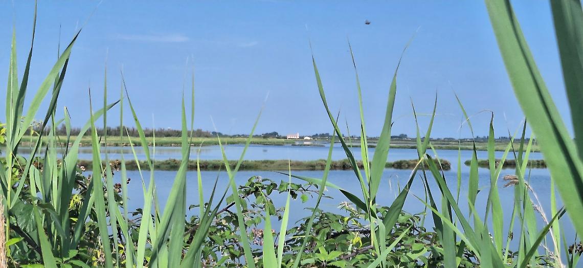 Stop alle Trivelle nel Delta del Po: Il TAR del Lazio Blocca i Progetti di Estrazione