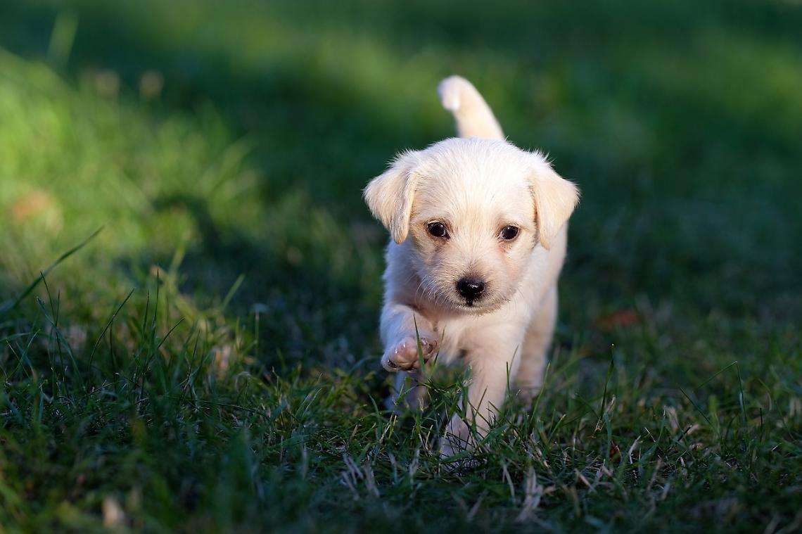 Inaugurate le Aree di Sgambatura per Cani a Casier e Dosson: Un Nuovo Spazio per il Benessere Animale