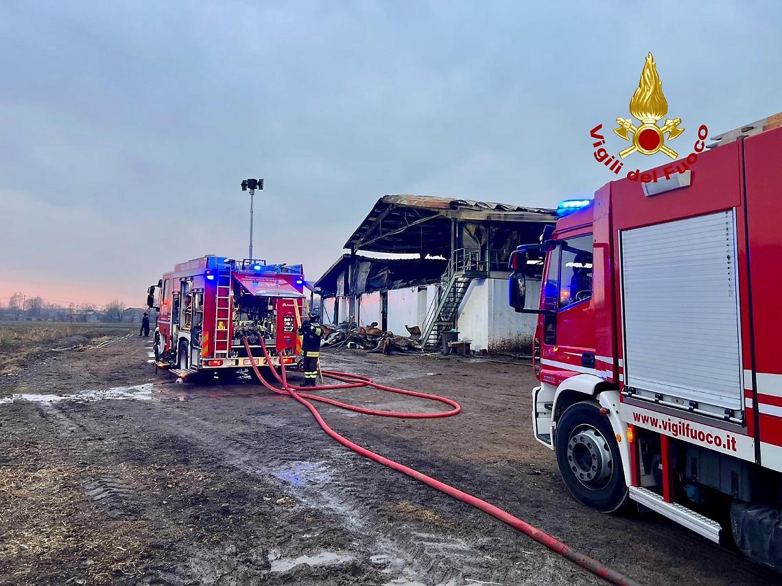 Incendio devasta azienda agricola a Limena: morti diversi bovini, intervento dei Vigili del Fuoco controlla le fiamme