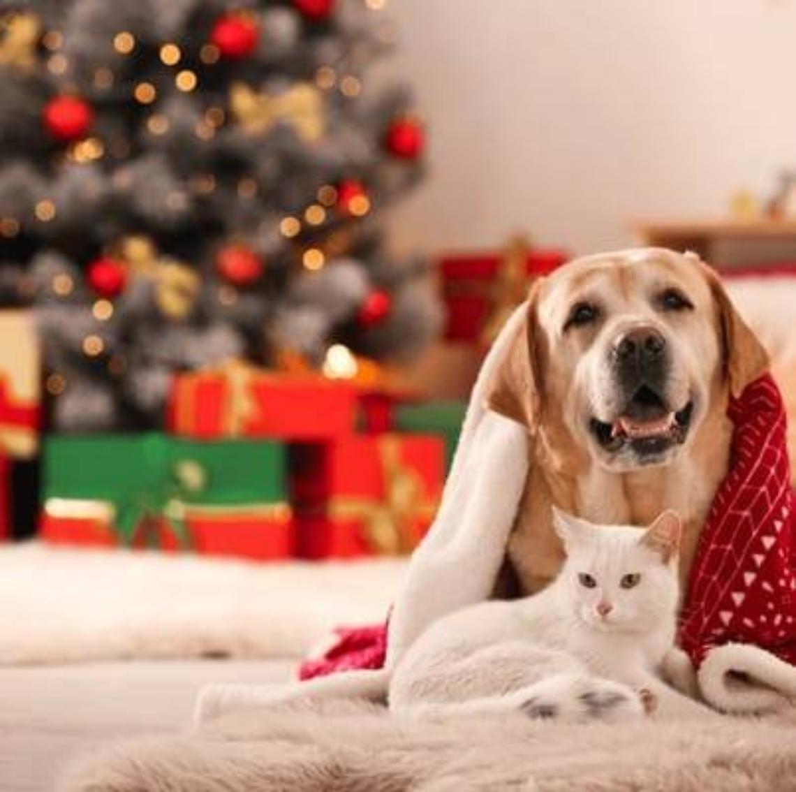 Feste Natalizie: Come Proteggere Cani e Gatti dai Pericoli a Tavola