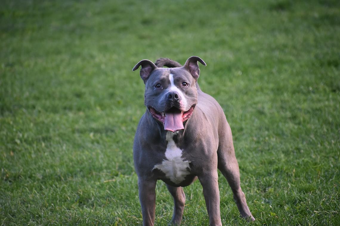 Aggredito da un pitbull a Conegliano, Franco Rocchetta denuncia il proprietario