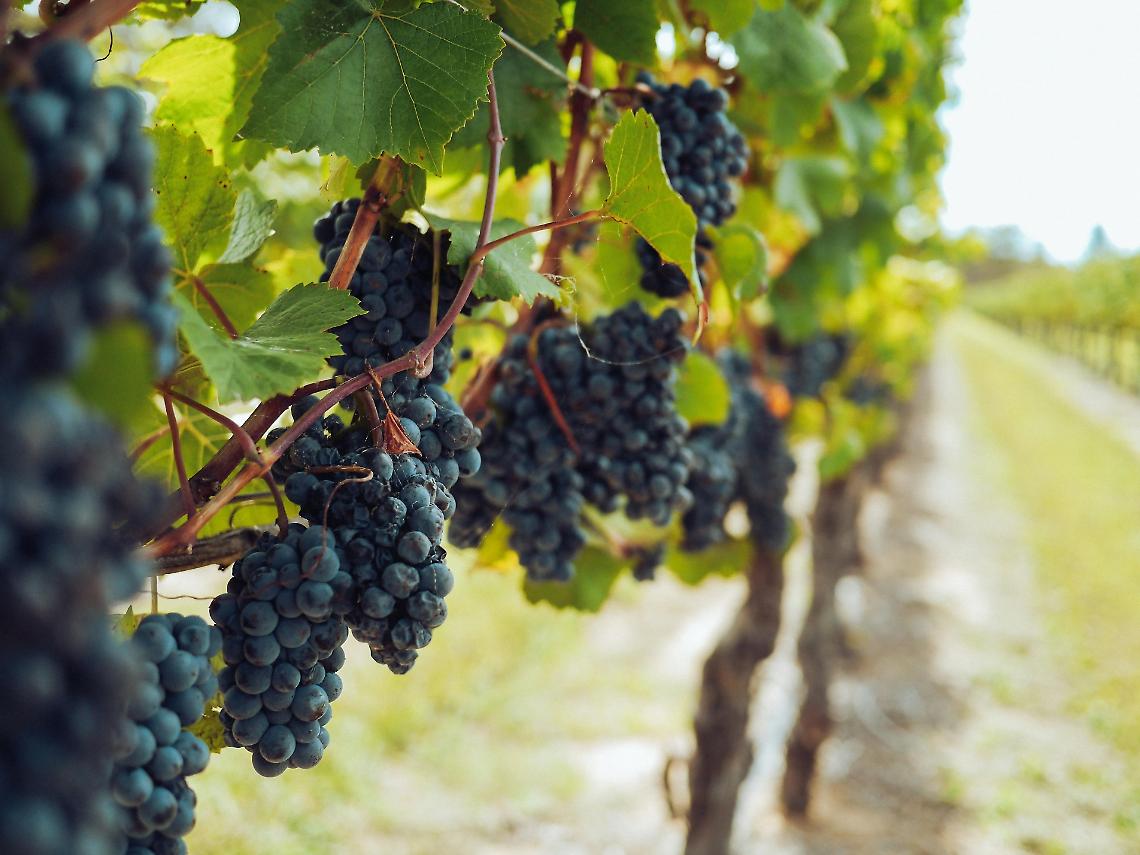 Agricoltura, flavescenza della vite: la Regione Veneto stanzia quasi 1,5 milioni di euro per le imprese agricole colpite