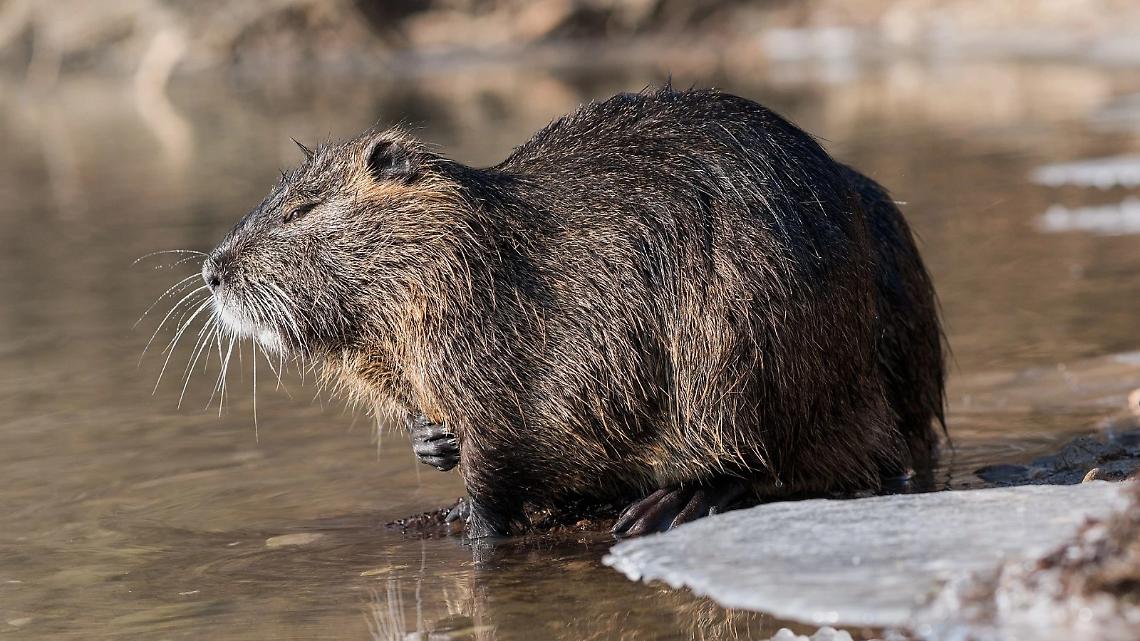Guerra alle nutrie: il piano straordinario della Regione Veneto con il Consorzio Adige Po