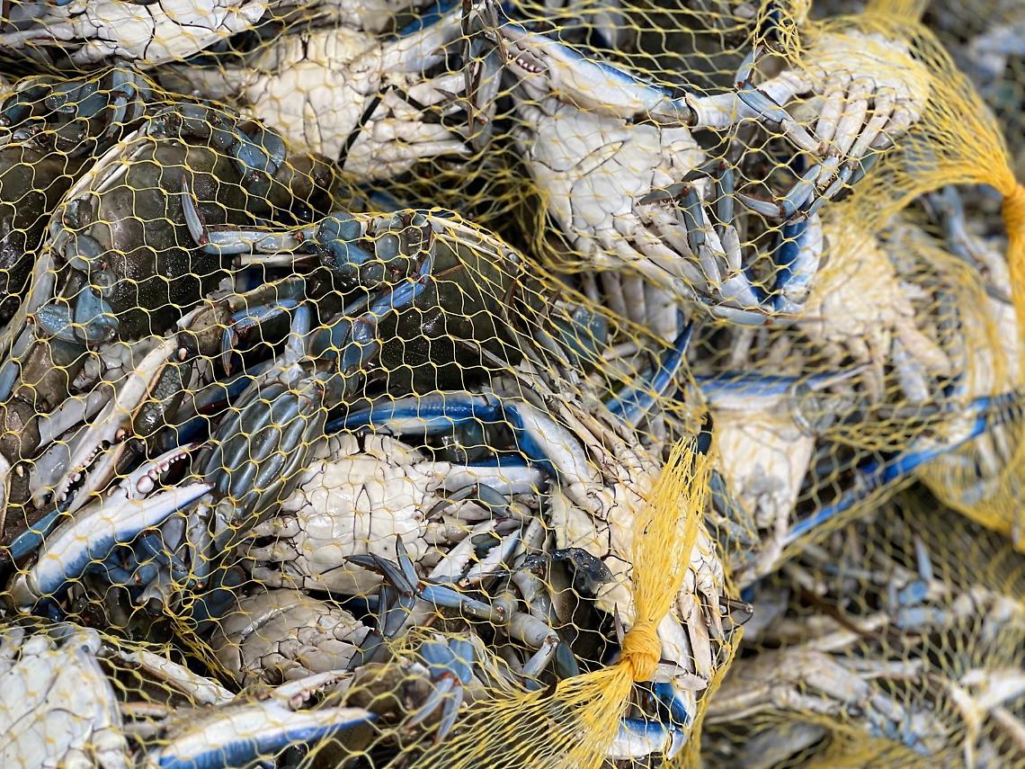 Chioggia: il granchio blu devasta la laguna e danneggia la pesca tradizionale