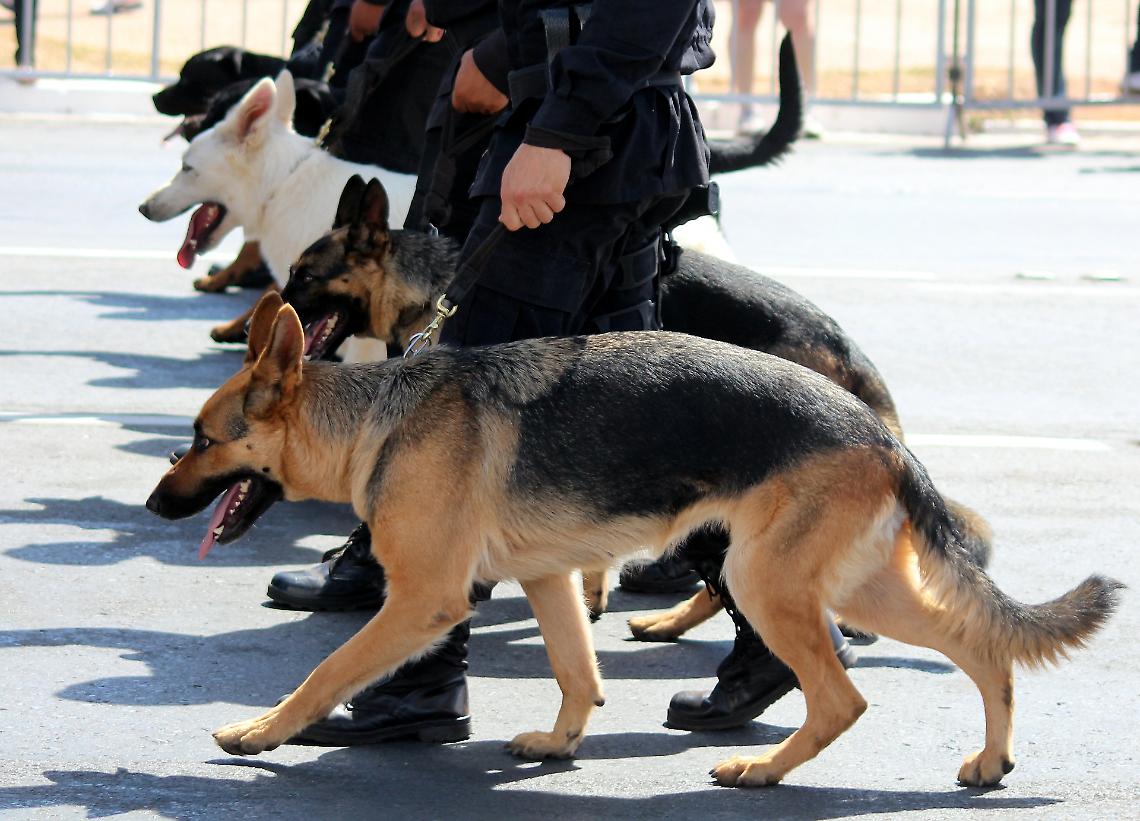 Sicurezza Urbana: L'Unità Cinofila Antidroga nei Comuni Pratiarcati