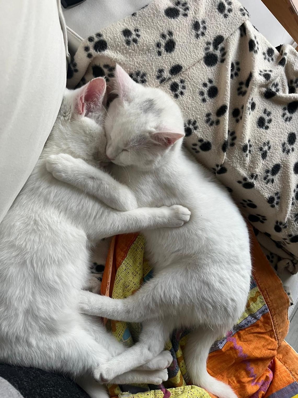 "Dona una coperta": la campagna che scalda il cuore e protegge gli animali nei rifugi italiani
