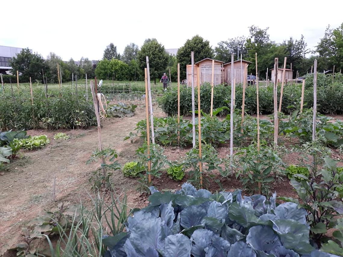 Orti sociali di Trebaseleghe: al via il bando 2025 