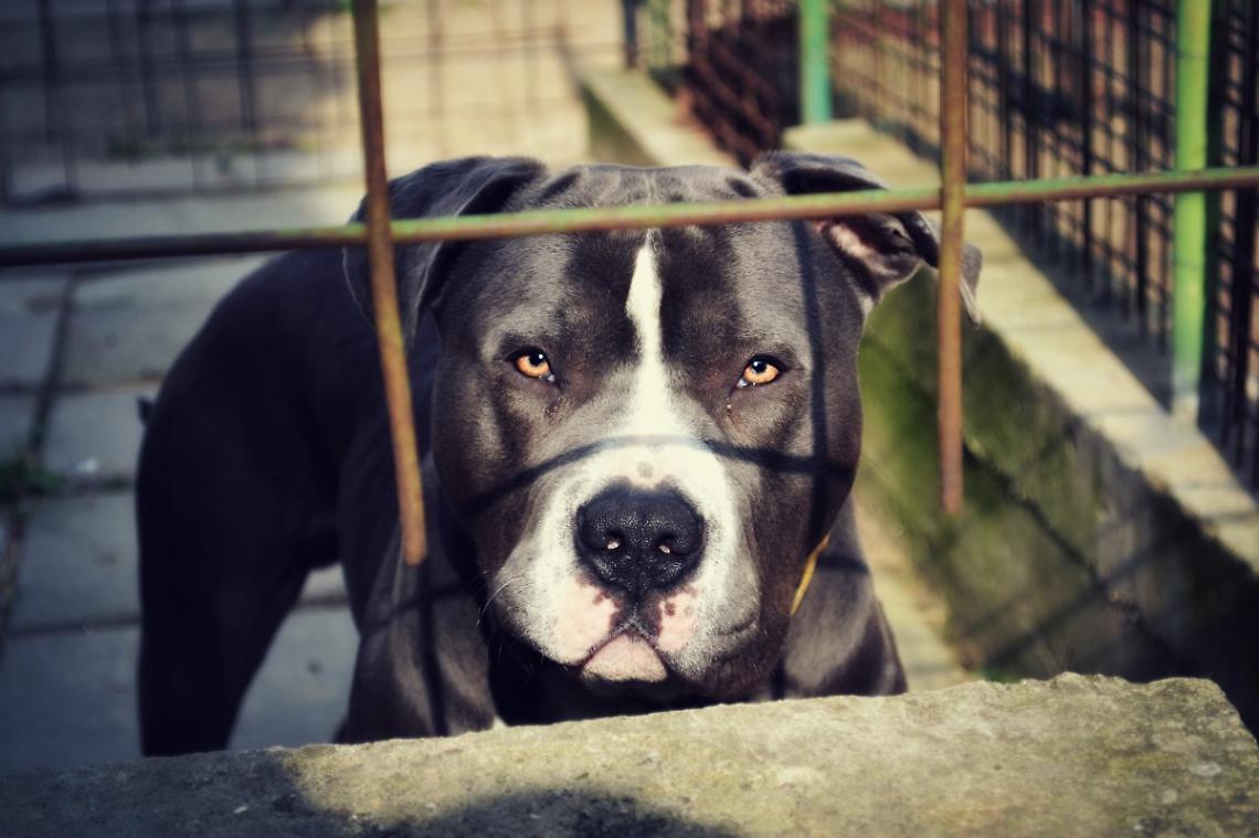 Furto a Rubano: Avvelenati i Cani e Rubati 60mila Euro