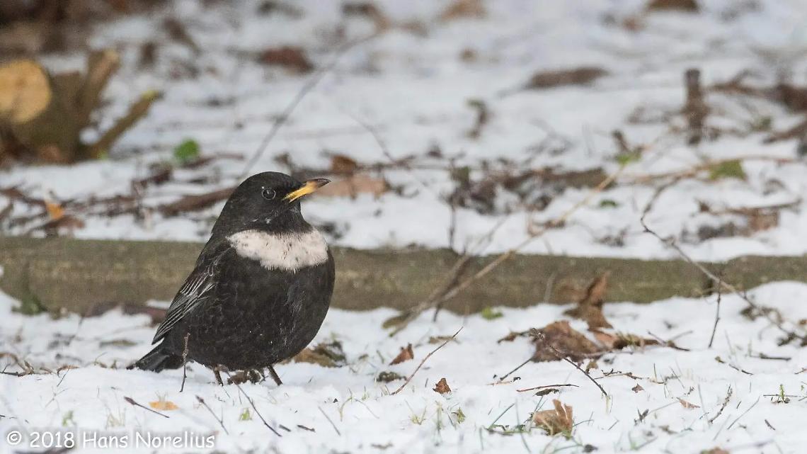 I Giorni della Merla e la Candelora: tra tradizione popolare e presagi sul clima