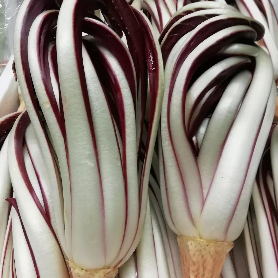 Alessandro Borghese a Treviso: la sfida culinaria di 4 Ristoranti illumina il radicchio rosso