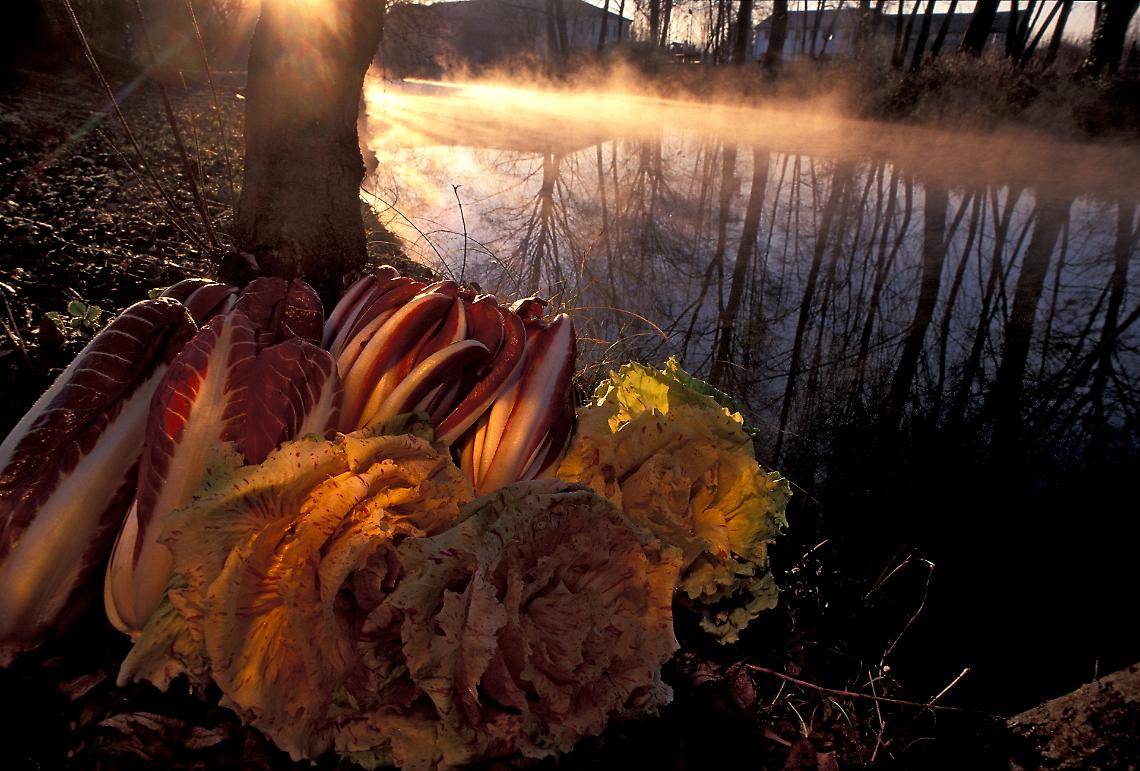 radicchio