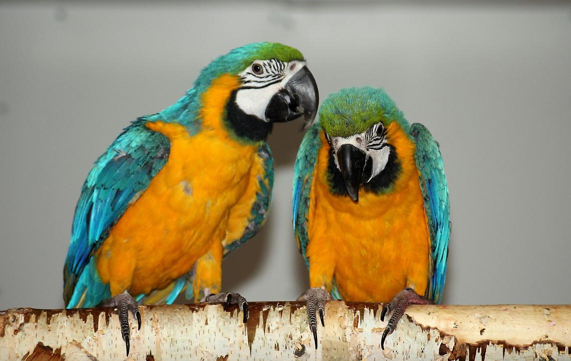 Animali esotici, dal 2026 scatta l’obbligo di formazione per proprietari e operatori