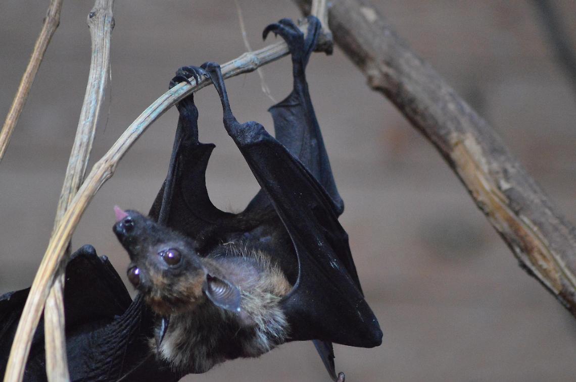 Nuovo coronavirus scoperto in Cina: passaggio dai pipistrelli all'uomo