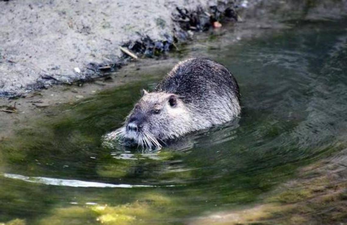 Allarme nutrie: la Provincia di Padova convoca una riunione per rafforzare il controllo del fenomeno