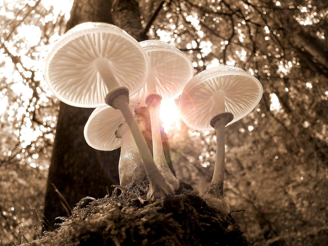 Vicenza, l'evento sui funghi: tra meraviglie, delizie e pericoli