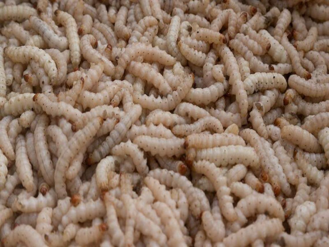 Roncade, scoperta di larve nella pasta al pomodoro della mensa scolastica: genitori indignati 