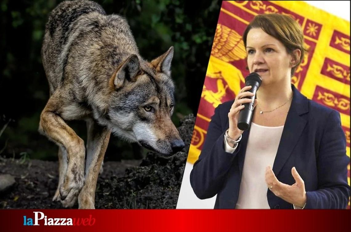 Lupi in Veneto: cresce l’allarme, la Lega chiede interventi urgenti