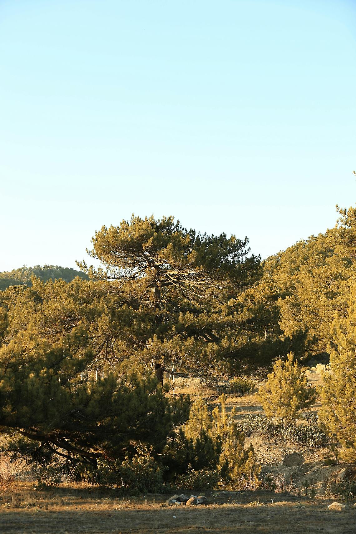 Forest Bathing nella Lessinia: un'immersione ristoratrice nel bosco