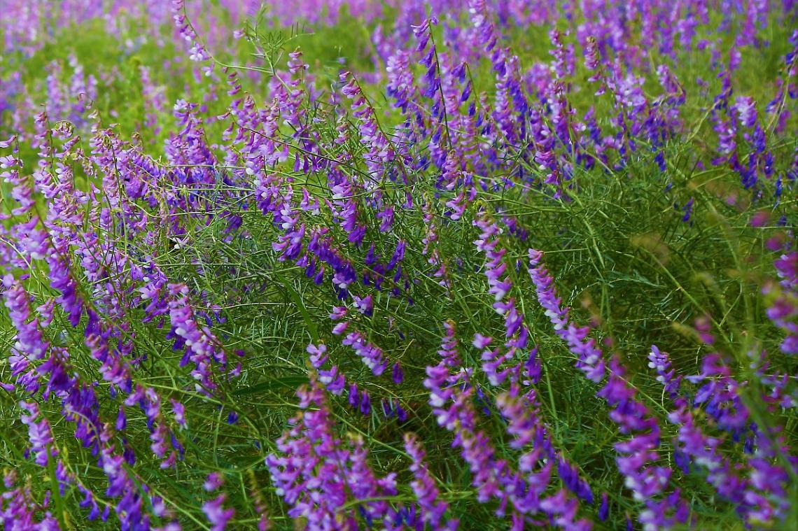 Mezzolombardo, nasce il Giardino della Biodiversit&agrave;: un viaggio tra gli ecosistemi trentini