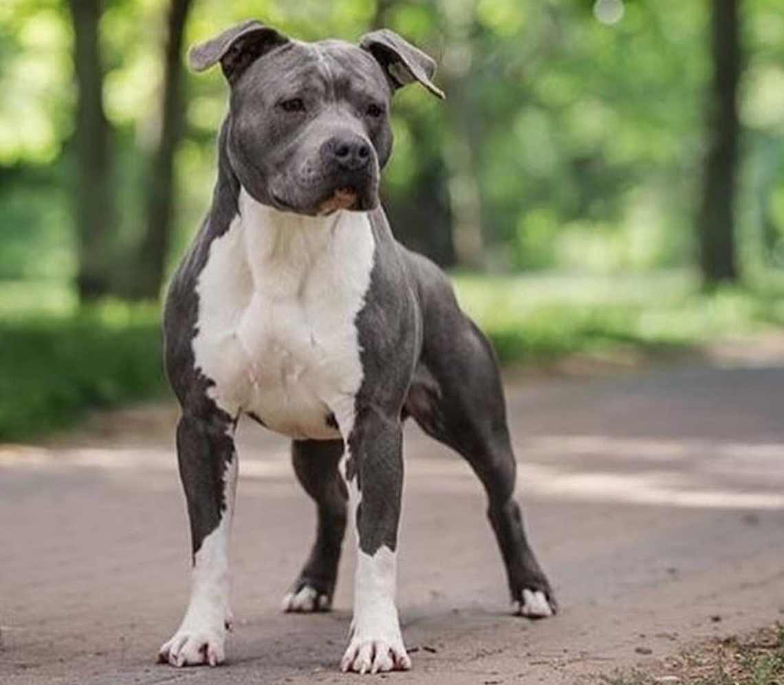 Un esemplare di American Staffordshire