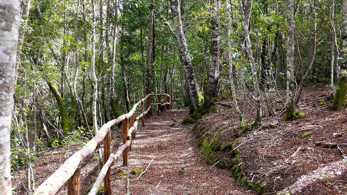 Giornata internazionale delle foreste: i Carabinieri forestali in prima linea per la tutela dell'ambiente
