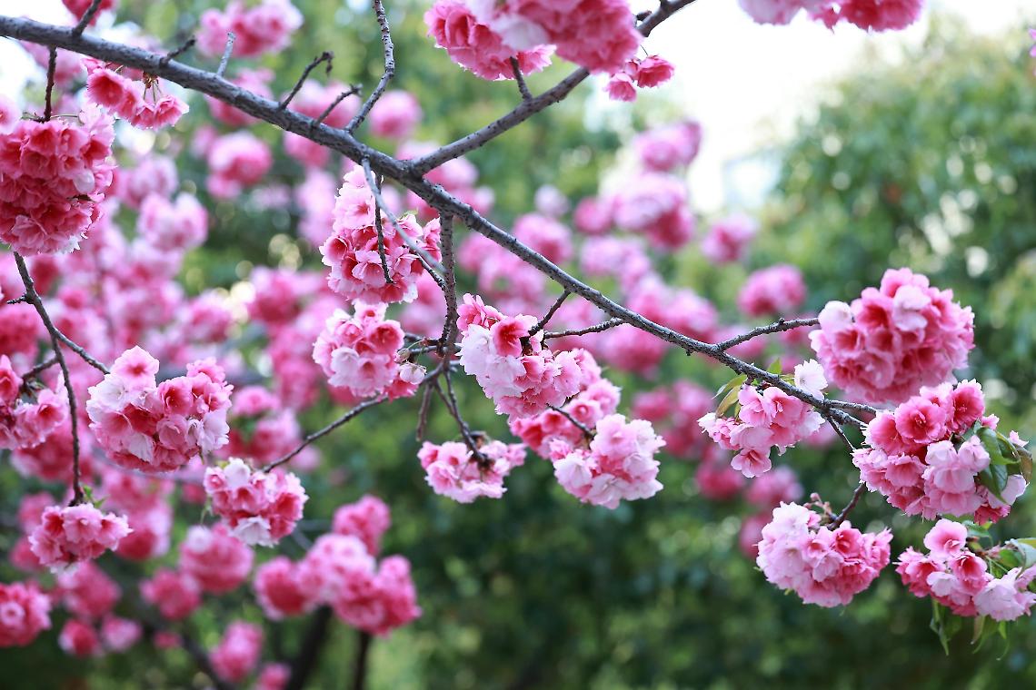 Este in Fiore torna a incantare la citt&agrave;: la primavera tra fiori, arte e storia