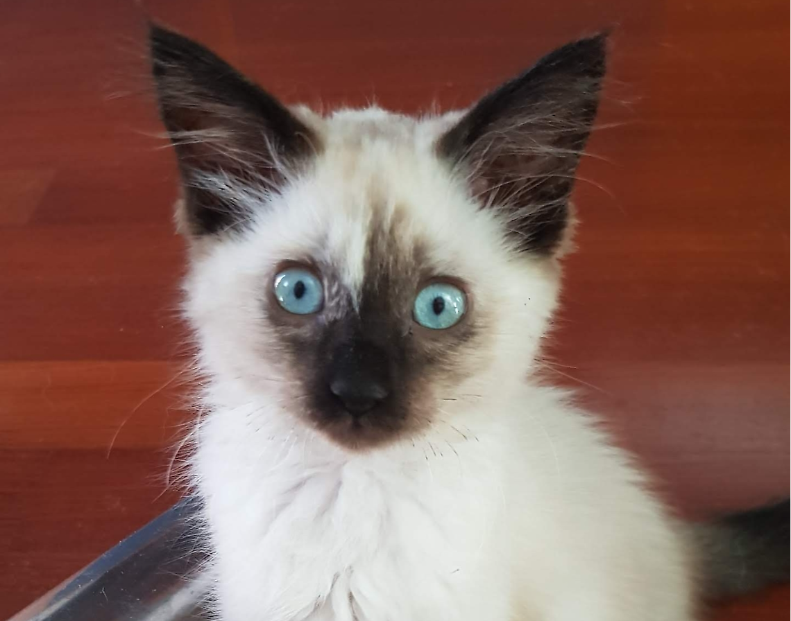 Ambra, la gattina avvelenata