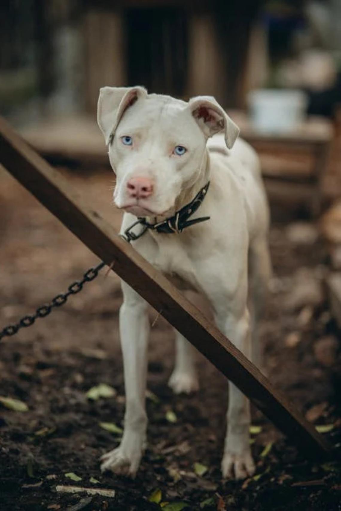 Treviso, appello per Ercole, il cane maltrattato: vive in condizioni disumane