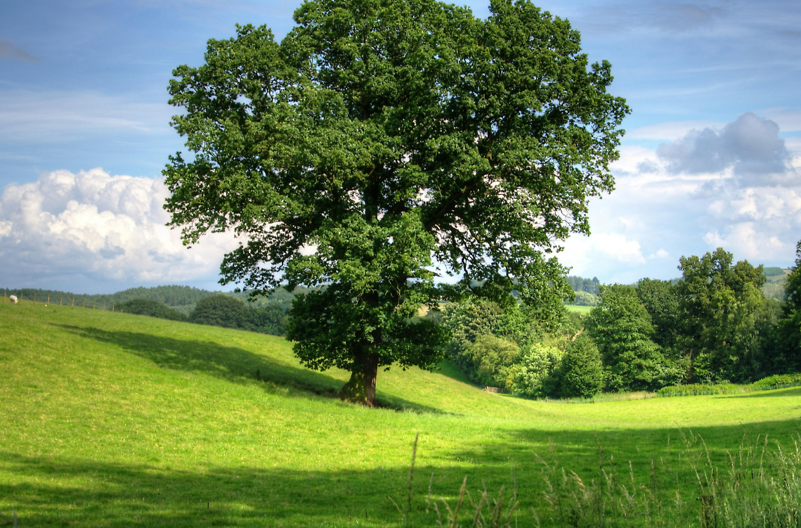 la festa degli alberi a pontecchio polesine: un inno alla vita e alla sostenibilità