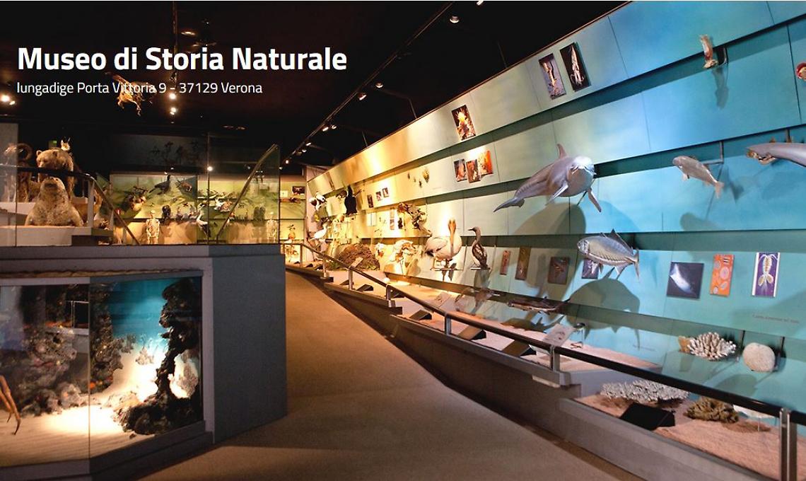 Il Museo di Storia Naturale di Verona