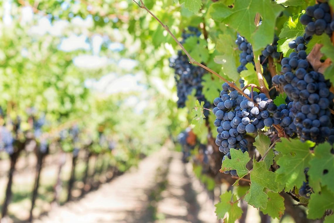 La nuova vite dell’Italia: 5.500 giovani puntano sul vino tra innovazione, territorio ed export