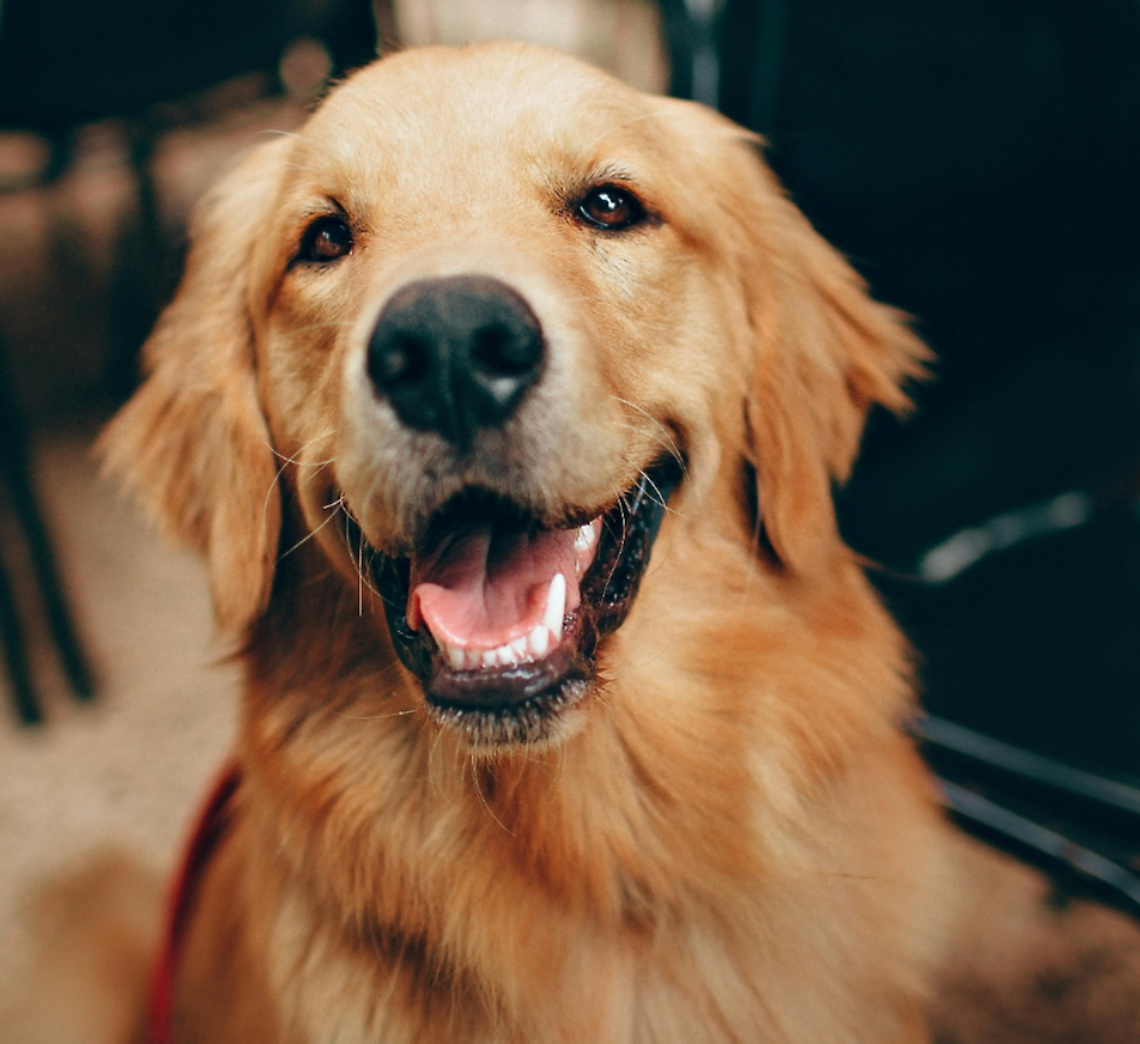 Pet therapy a Pordenone: il cane Lola porta sorrisi in casa di riposo