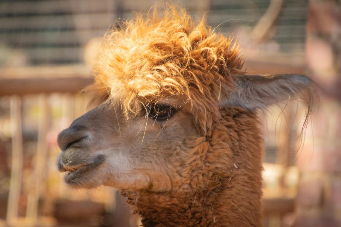 Pasquetta alternativo tra vigneti e alpaca: un'esperienza unica alla Transit Farm di Fara Vicentino