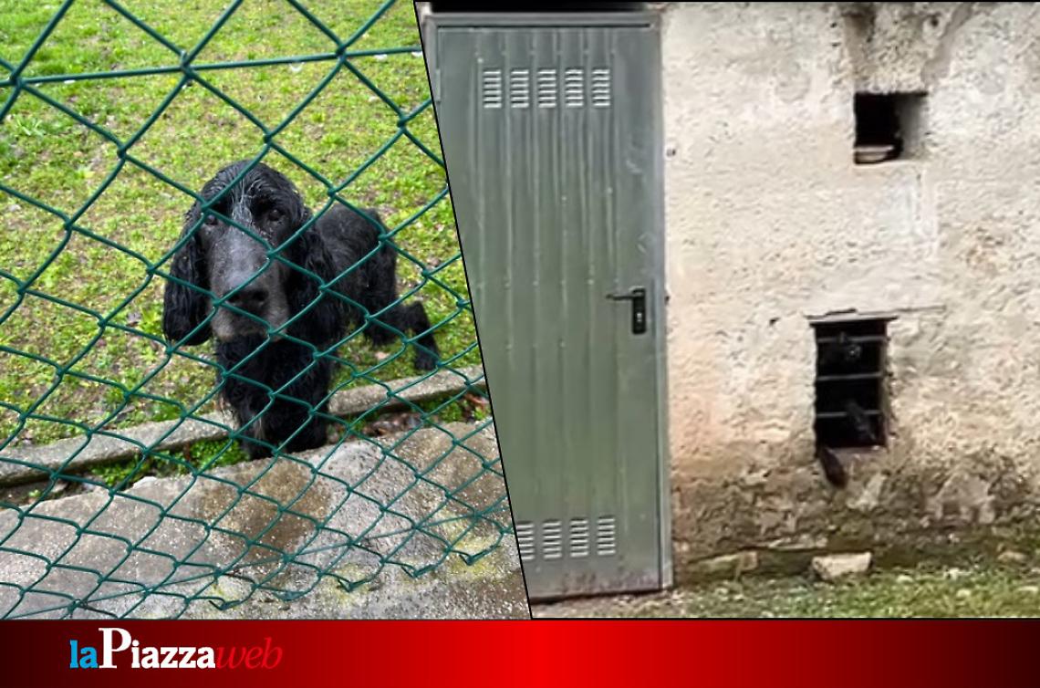 Foto del cane, rinchiuso in un casolare fatiscente per quattro giorni