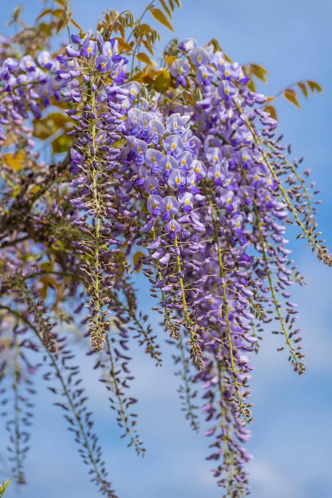 Glicine, il fiore regale del giardino: consigli per coltivarlo al meglio
