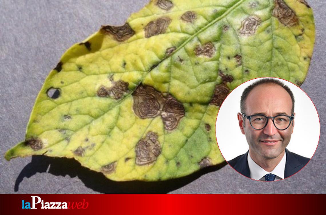 L'assessore regionale Federico Caner