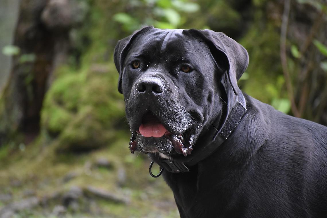 Padova, cane abbandonato a Pasqua sotto un ponte: salvato dalla polizia, ora cerca una famiglia