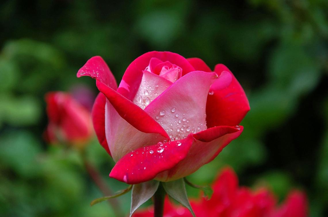 Bussolengo si tinge di rosa: torna la festa che celebra fiori, tradizioni e territorio