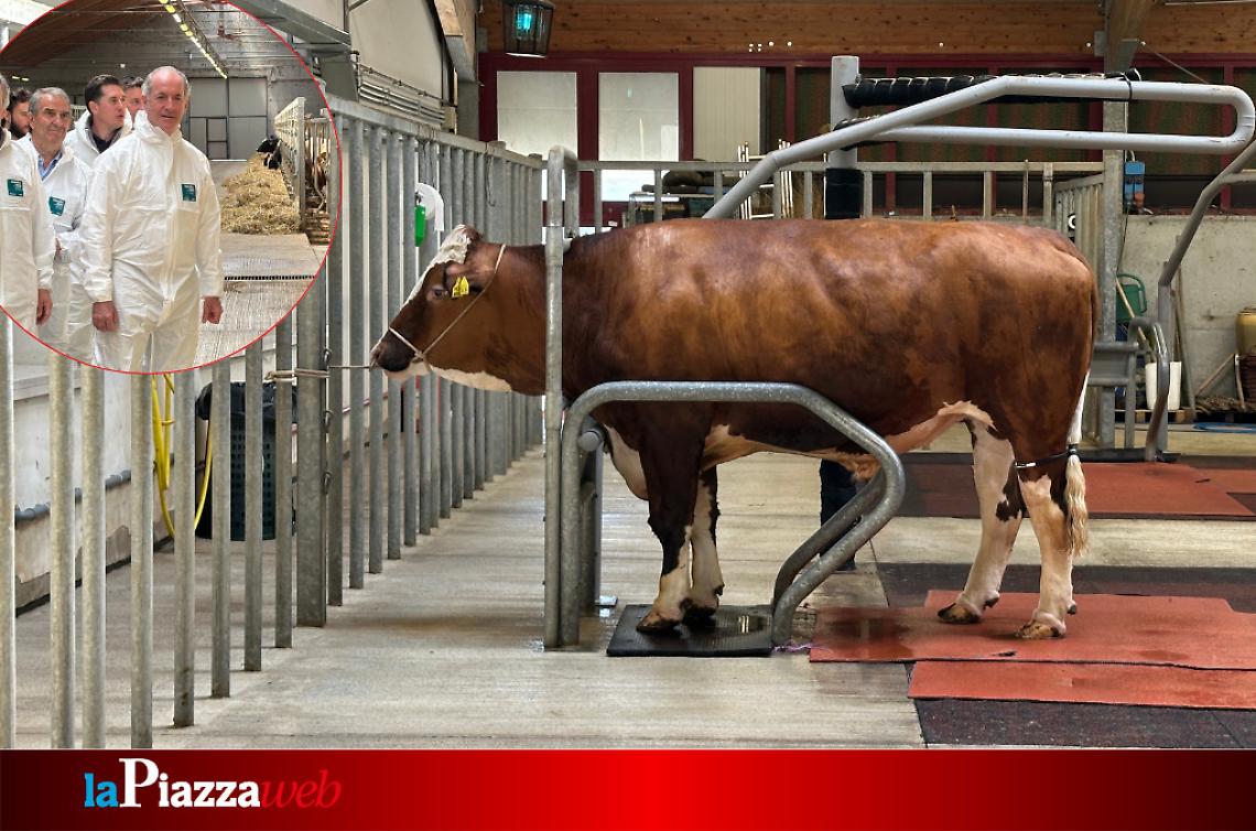 Crisalis, il toro dei record, e la visita del presidente Zaia