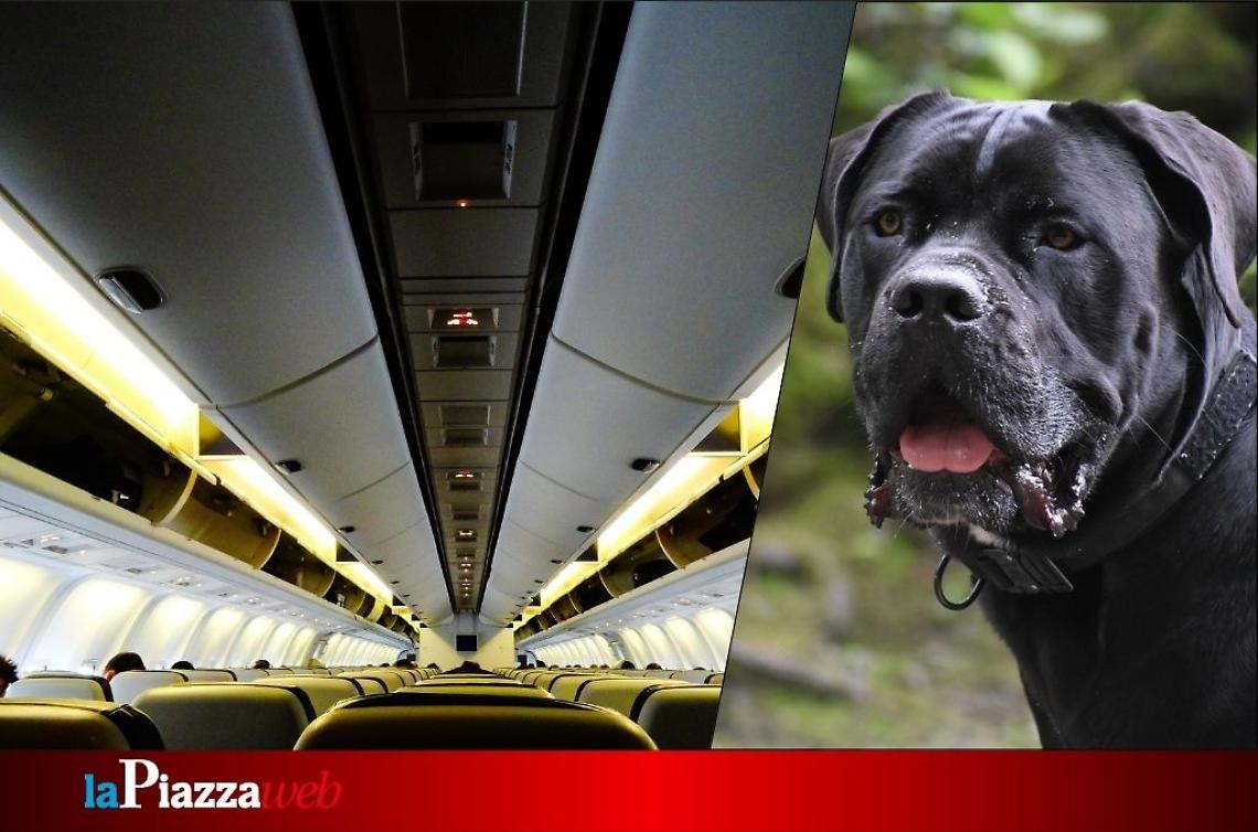 Animali in volo: ora possono viaggiare accanto ai proprietari anche se superano i 10 kg