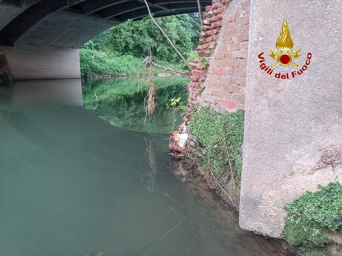 Foto della gattina sotto al ponte