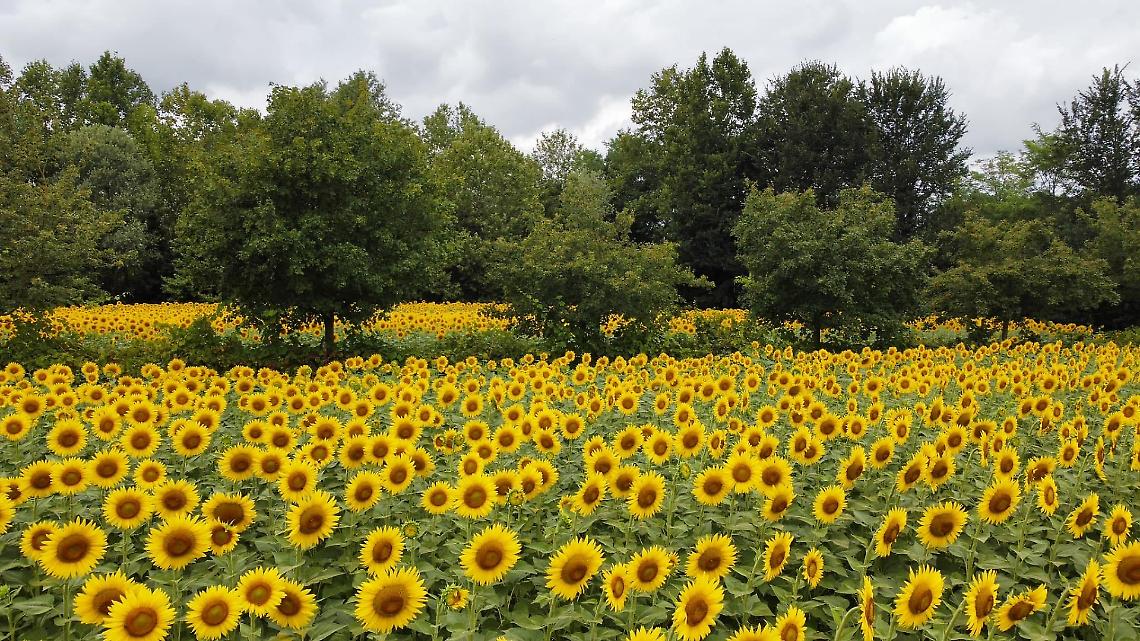 Settembre si accende al Campo dei Girasoli: musica, libri, animali e creatività per tutte le età