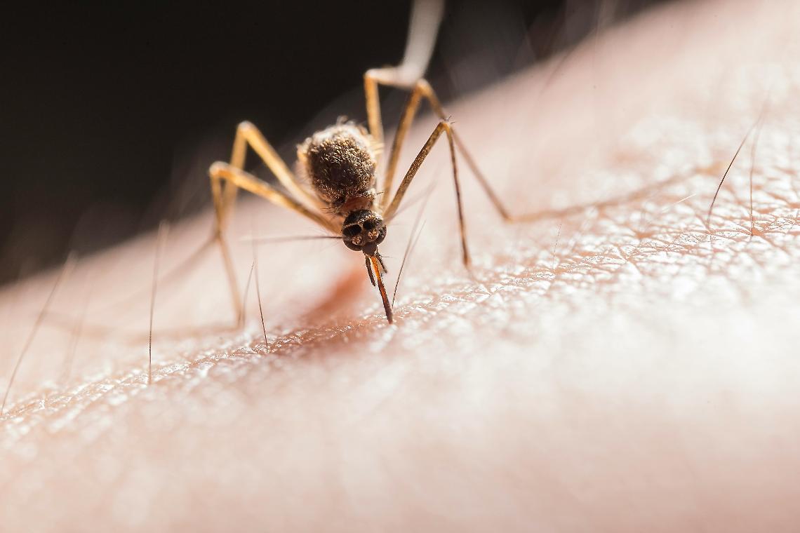 Allarme dengue all’Arcella, scatta la disinfestazione