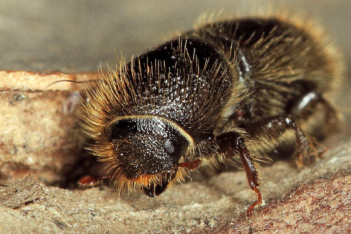 Il bostrico, insetto parassita dell'ordine dei coleotteri che si nutre principalmente di legno d'abete