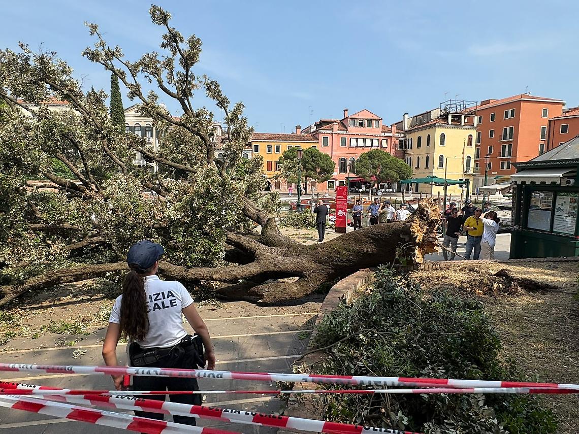 Foto dell'albero caduto