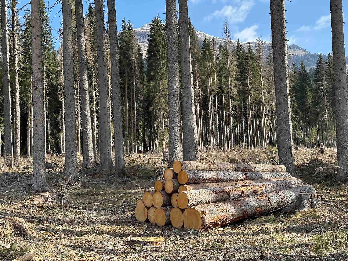 Trento investe 1,7 milioni nei boschi: manutenzione, sicurezza e nuove assunzioni
