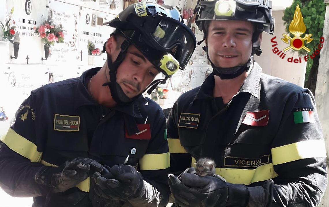 Salvati due gattini intrappolati al Cimitero Maggiore di Vicenza