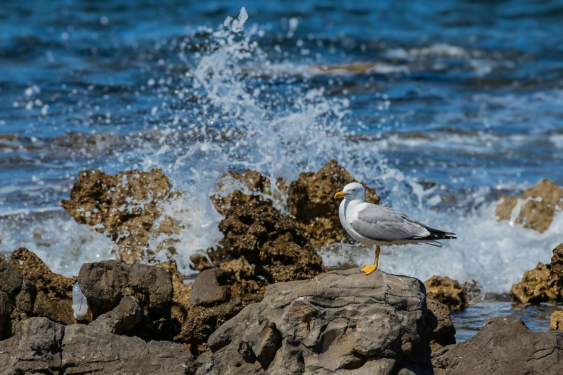 Caorle scolpisce il mare: torna “ScoglieraViva”, il simposio che trasforma le rocce in opere d’arte