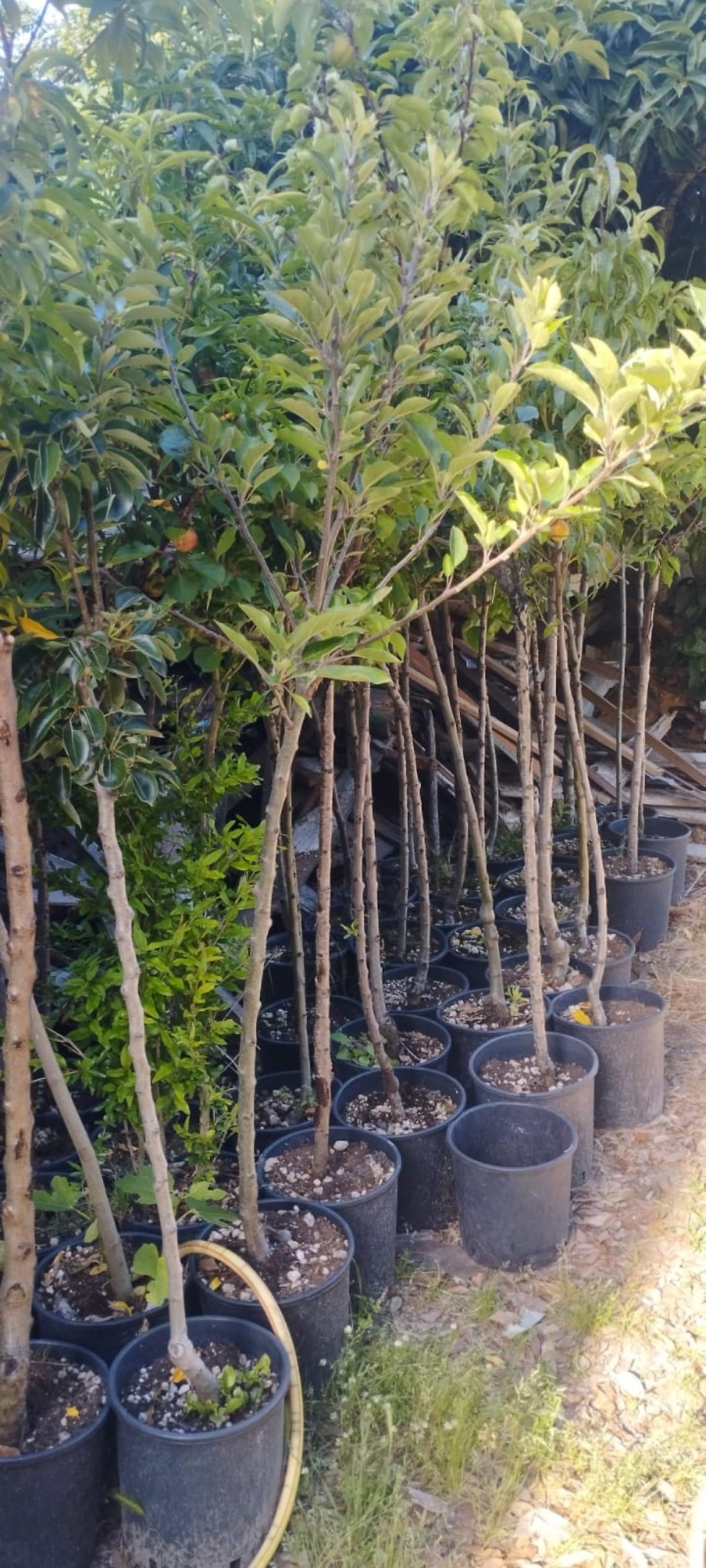 Chioggia si colora di verde: quaranta alberi da frutto donati alle scuole cittadine