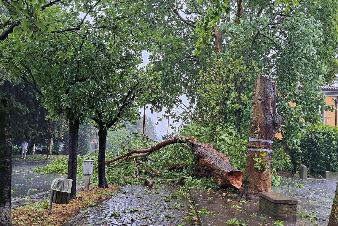 Grosso platano cade al suolo a causa del maltempo